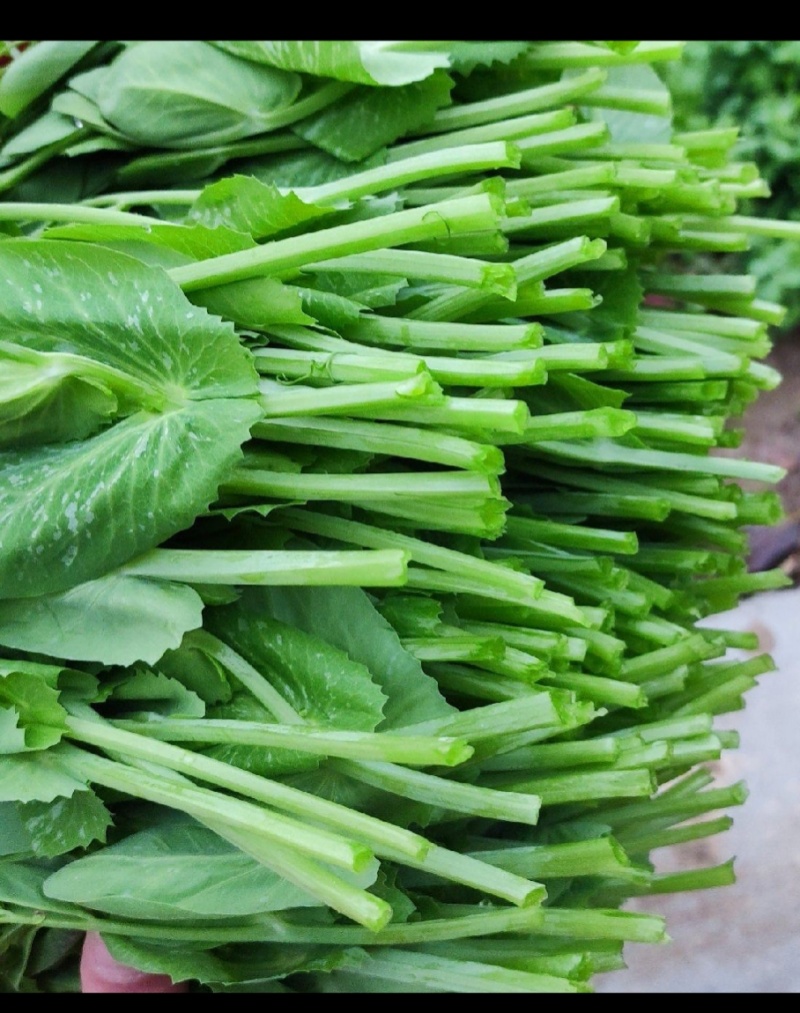 豌豆尖豆苗