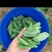 豌豆尖豆苗