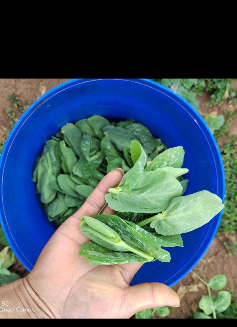 豌豆尖豆苗