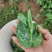 豌豆尖豆苗