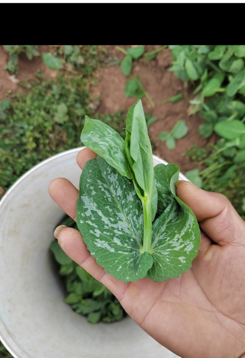 豌豆尖豆苗