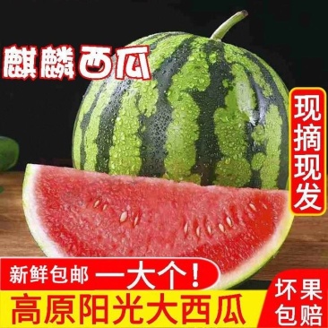 【精品无籽美都西瓜】陕西基地直供，保质保量欢迎咨询