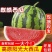 【精品无籽美都西瓜】陕西基地直供，保质保量欢迎咨询