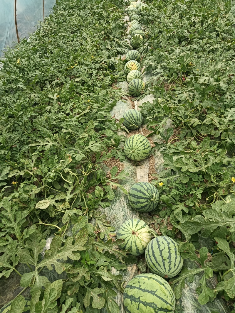 衢州美都西瓜正在促销中，皮薄，甜度高，有意者前来选购