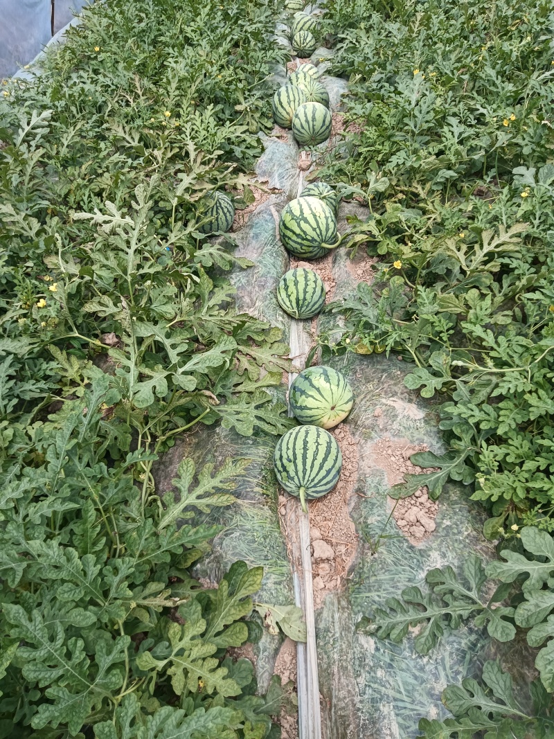 衢州美都西瓜正在促销中，皮薄，甜度高，有意者前来选购