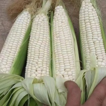 甜糯白玉米