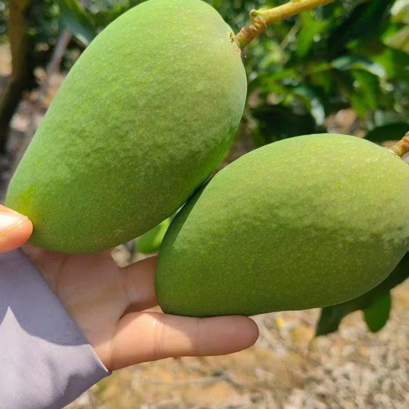 金煌芒百色芒果一手货源规格齐全对接全国市场等