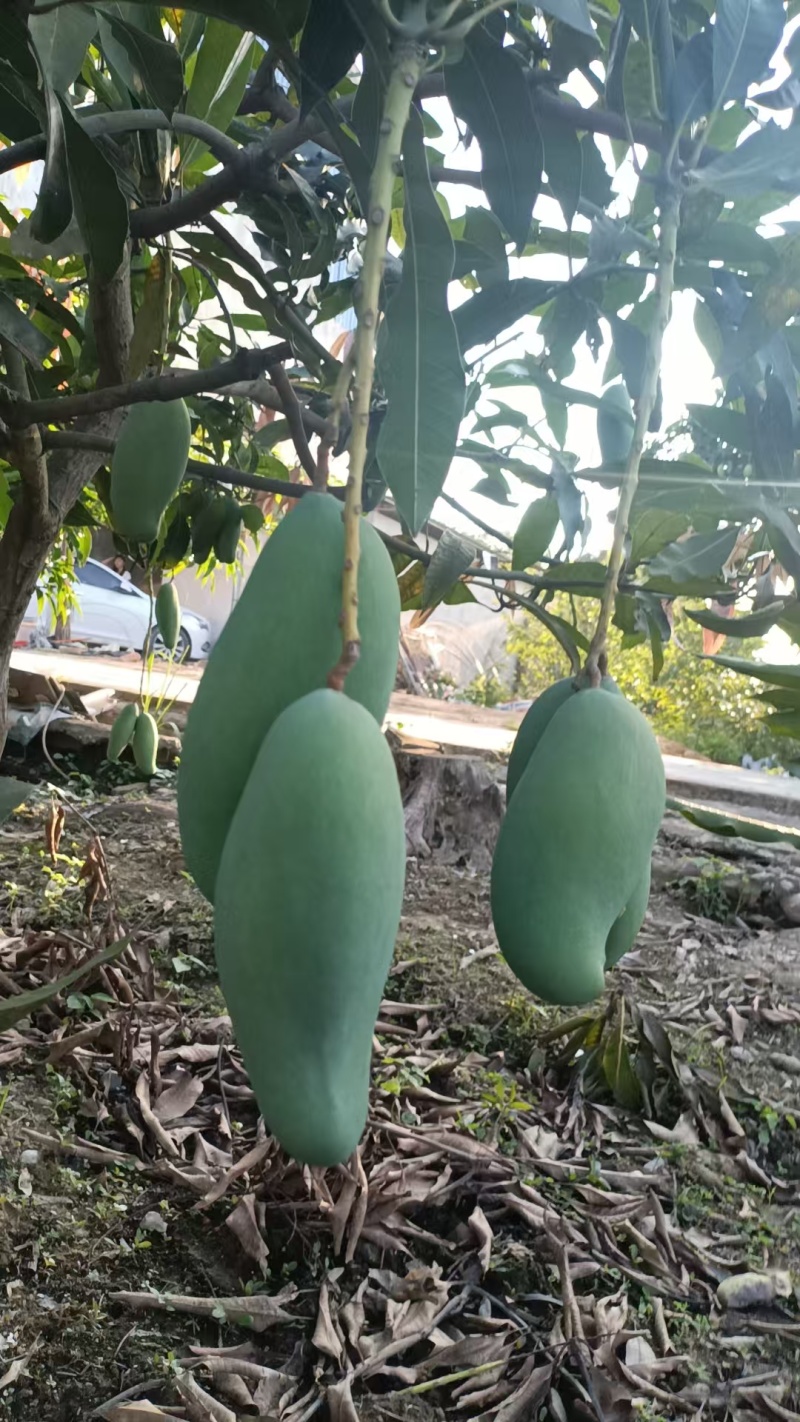 金煌芒百色芒果一手货源规格齐全对接全国市场等