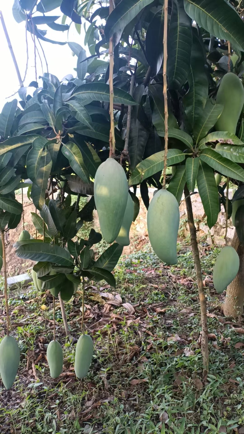 金煌芒百色芒果一手货源规格齐全对接全国市场等