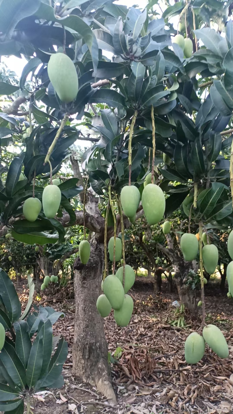 金煌芒百色芒果一手货源规格齐全对接全国市场等