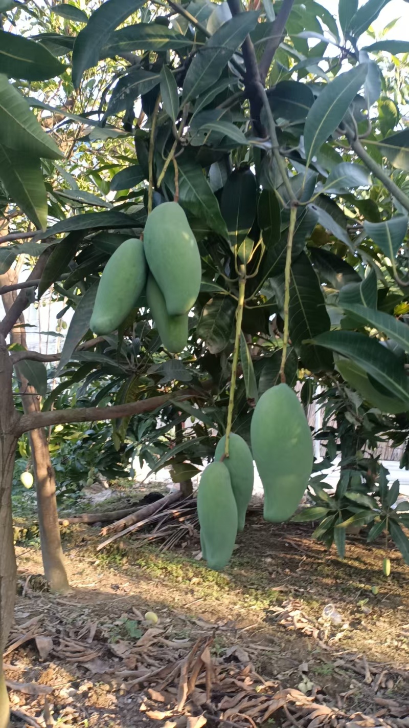 金煌芒百色芒果一手货源规格齐全对接全国市场等