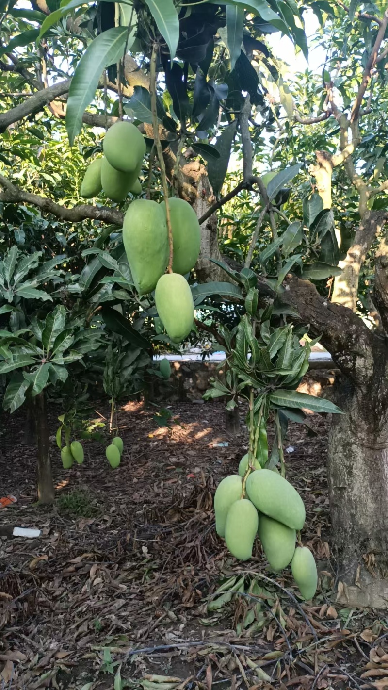 金煌芒百色芒果一手货源规格齐全对接全国市场等