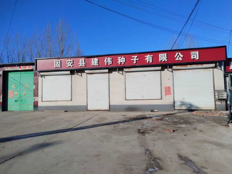 中豌六号系列