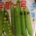 中豌六号系列