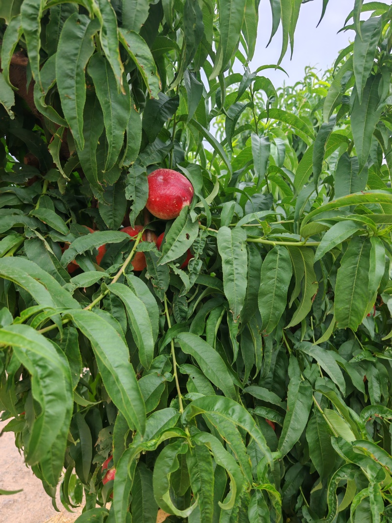 油桃中油油桃，珍珠油桃系列