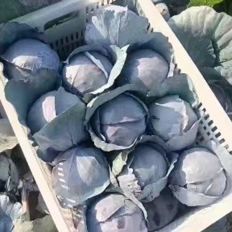 河北紫甘蓝大量有货，代办经验丰富，提供一条龙服务欢迎致电