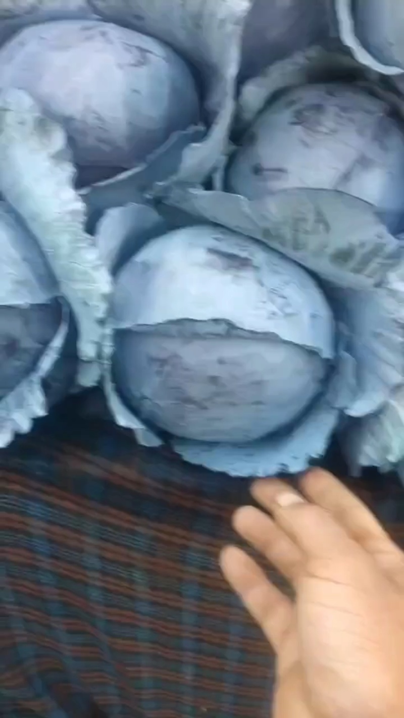 河北紫甘蓝大量有货，代办经验丰富，提供一条龙服务欢迎致电