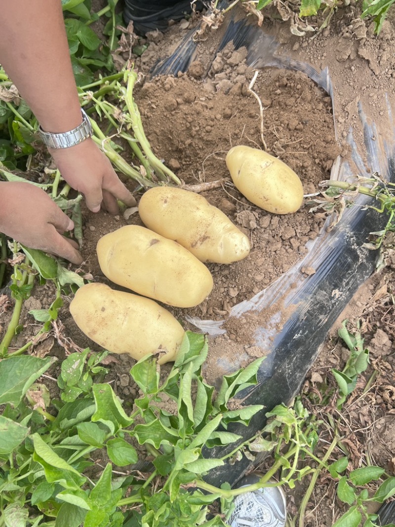 土豆产地、大量批发供应充足，欢迎各大客商前来选购