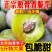 一件代发青脆李~脱骨李~李子对接抖音~快手~视频号~等