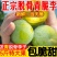 一件代发青脆李~脱骨李~李子对接抖音~快手~视频号~等