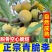 一件代发青脆李~脱骨李~李子对接抖音~快手~视频号~等