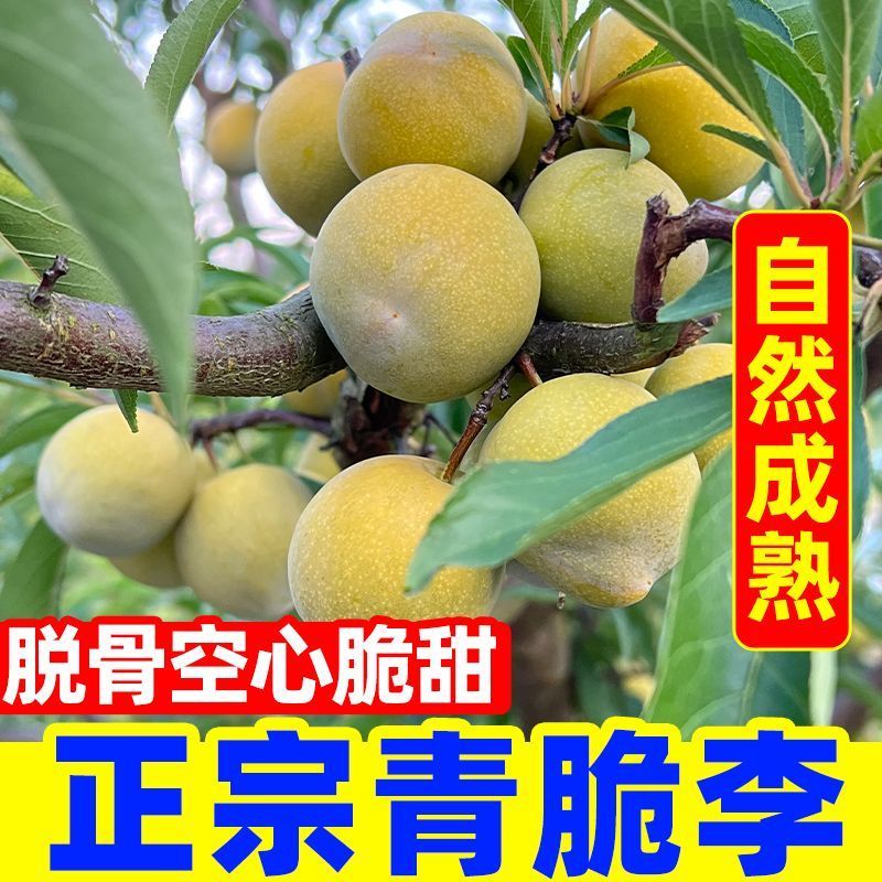 一件代发青脆李~脱骨李~李子对接抖音~快手~视频号~等