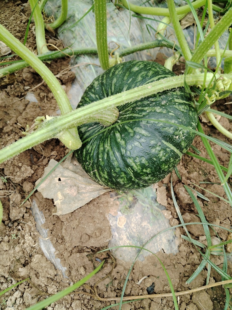 精品板栗南瓜产地直发大量有货对接全国市场