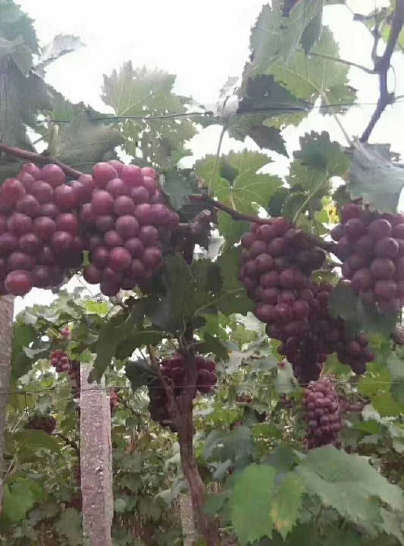 河北巨峰葡萄产区，拥有万亩套袋巨峰葡萄，品质优良！