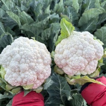 富松80天松花菜种子花球半松型花椰菜种籽春秋季播青梗花菜