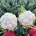 富松80天松花菜种子花球半松型花椰菜种籽春秋季播青梗花菜