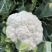 富松80天松花菜种子花球半松型花椰菜种籽春秋季播青梗花菜