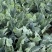 富松80天松花菜种子花球半松型花椰菜种籽春秋季播青梗花菜