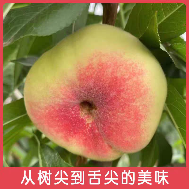 山东费县精品。蟠桃现已大量上市。对接各大商超市场及电商。