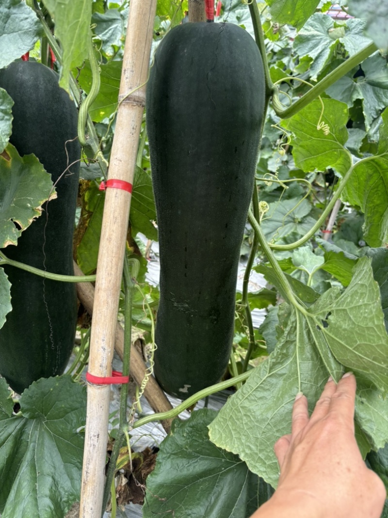 冬瓜、黑皮冬瓜，青皮冬瓜，吊冬瓜