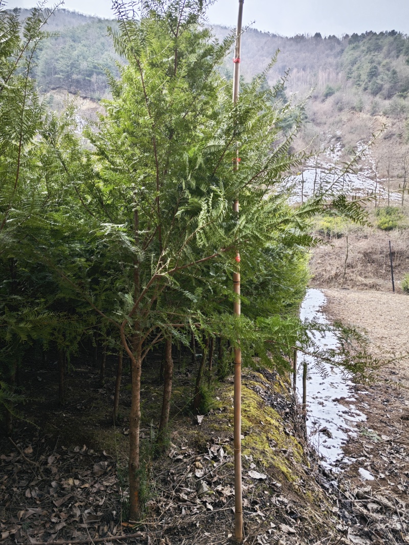 秦岭红豆杉