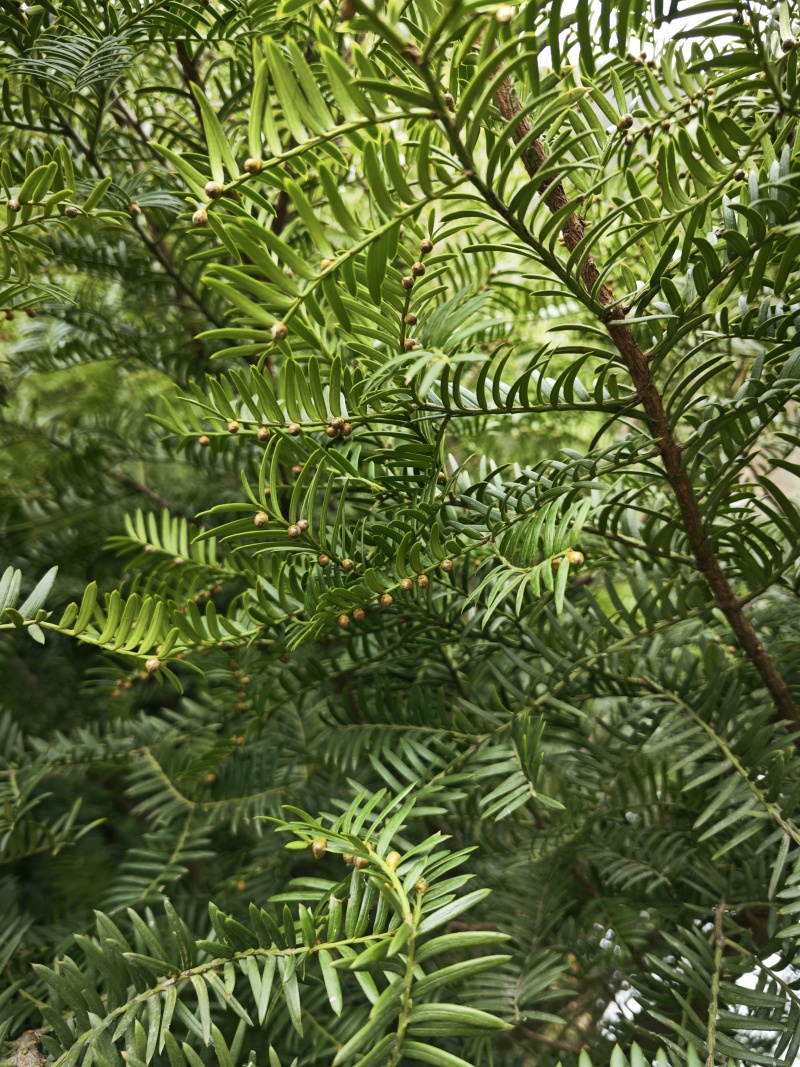 秦岭红豆杉