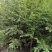 秦岭红豆杉