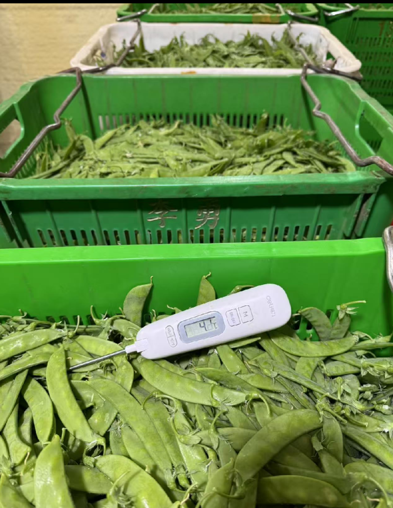 荷兰豆云南产地直发一件代发期待长期的合作