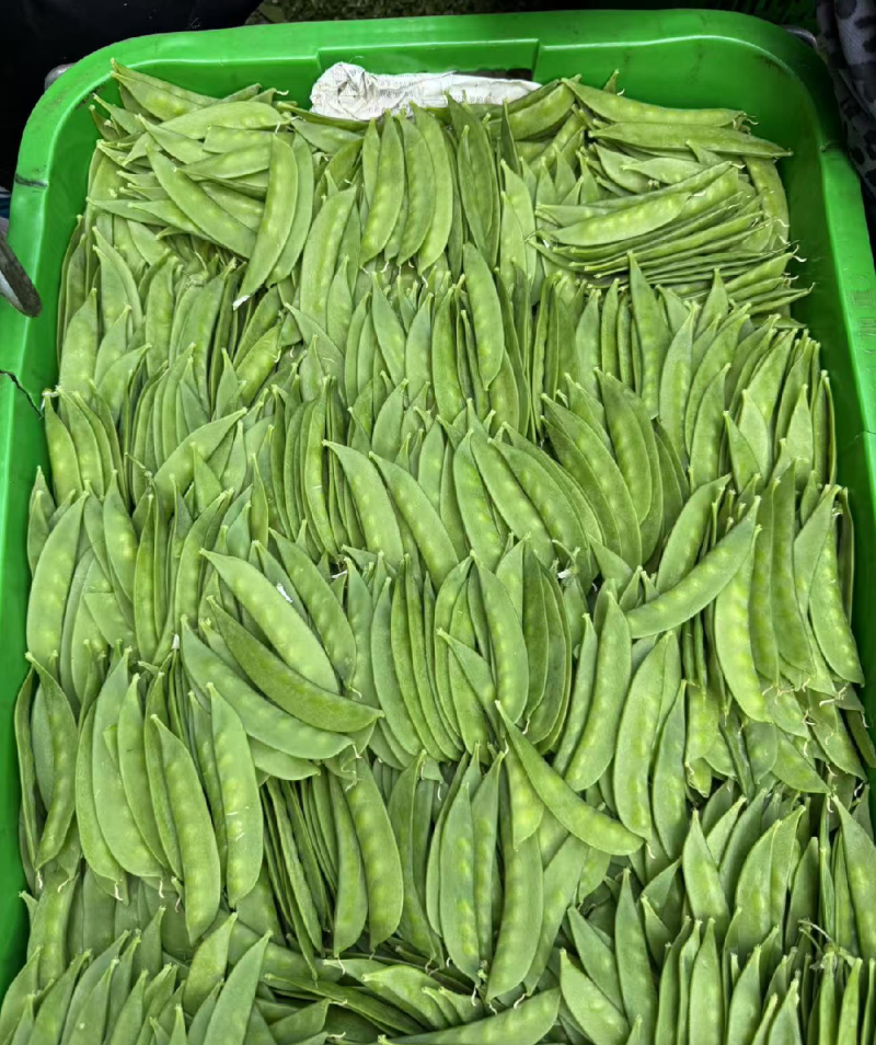 荷兰豆云南产地直发一件代发期待长期的合作