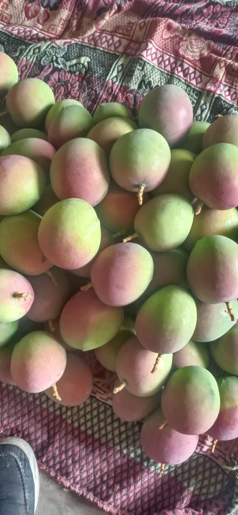 云南保山芒果
