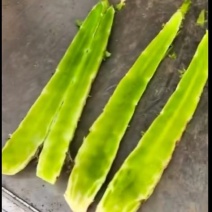 {实力商家}莴苣杆山东，产地直发，保证质量，代发全国。
