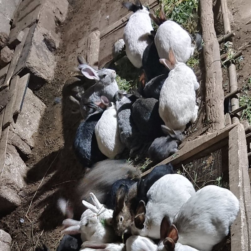 家养肉兔，种兔。商品兔50块钱一只