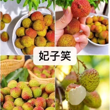【推荐】广西正宗妃子笑荔枝基地直发保质保量一条龙服务对接