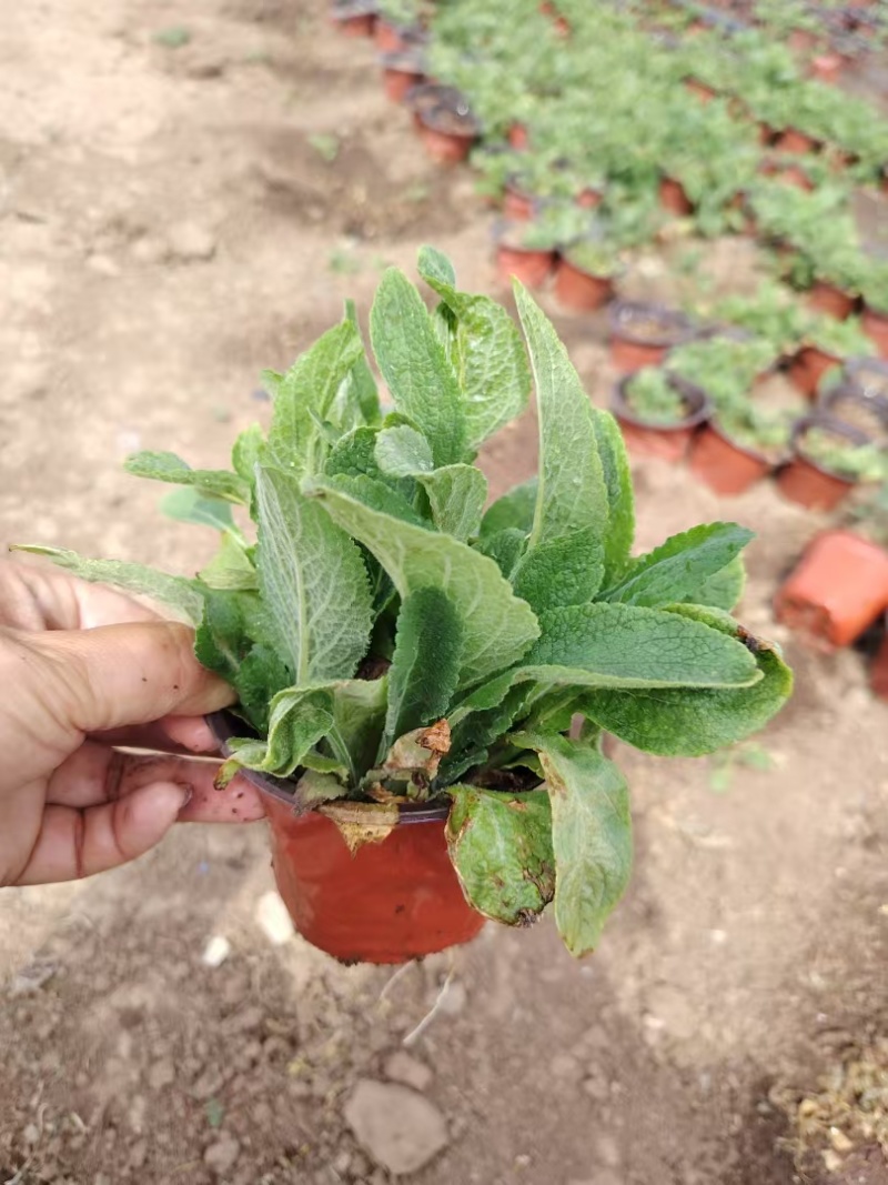 黑心菊，金光菊，