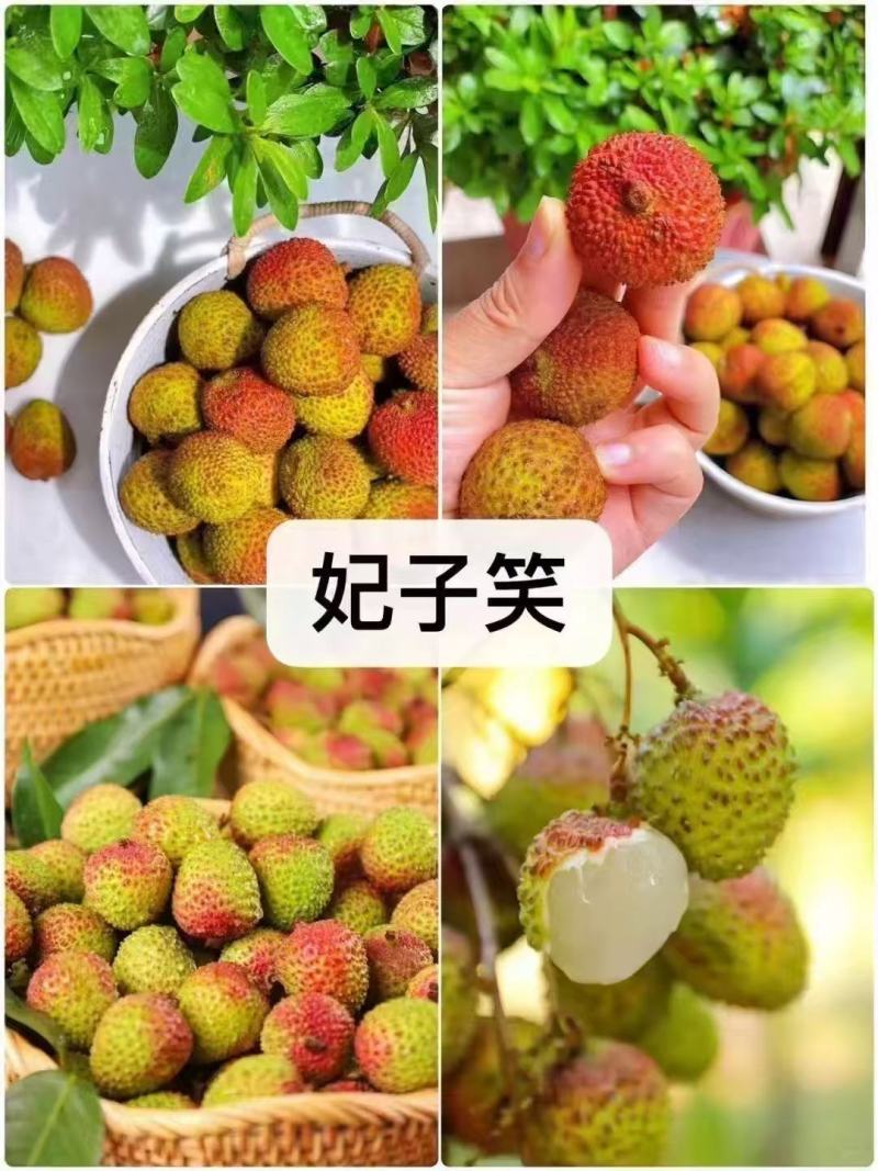 【精选】广西正宗妃子笑荔枝现摘现发量大从优保质保量诚信