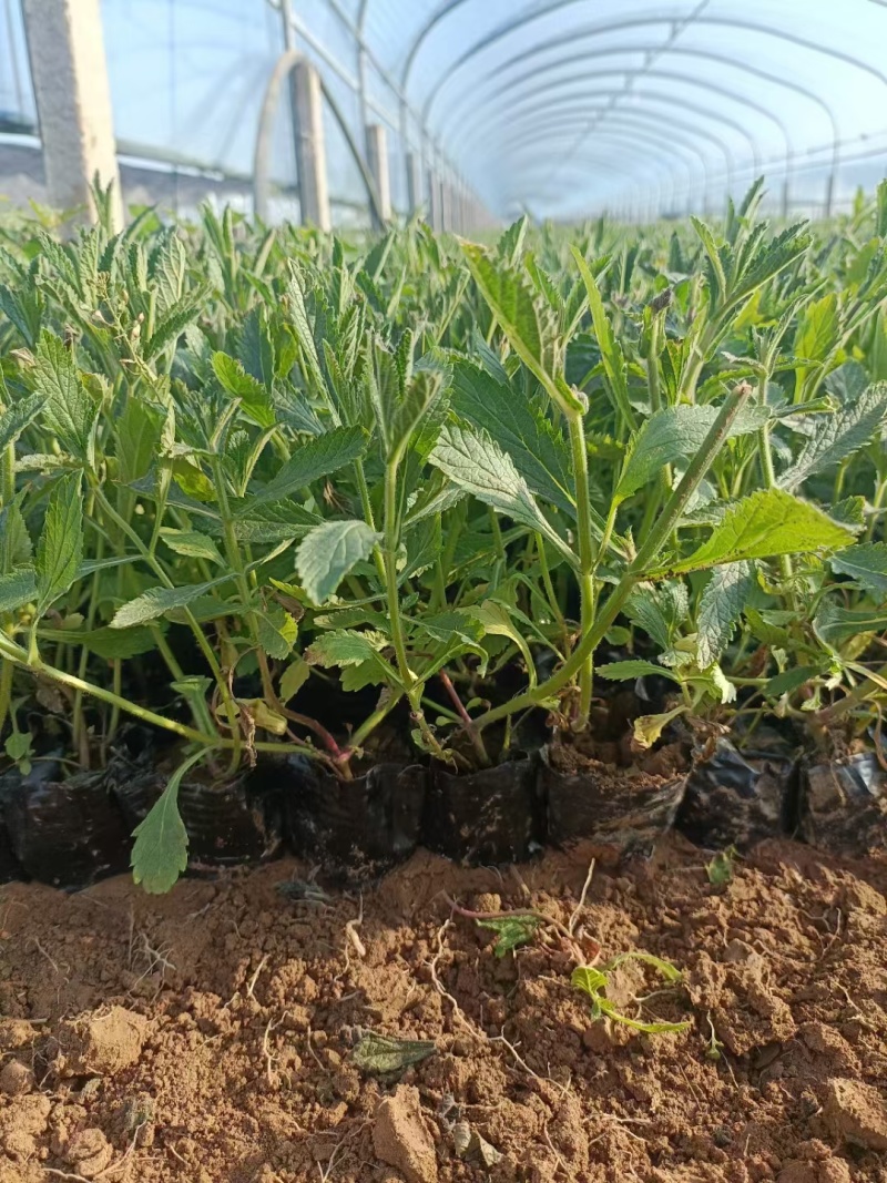 柳叶马鞭草，宿根地被植物，花海植物，园林绿化，工地栽植，