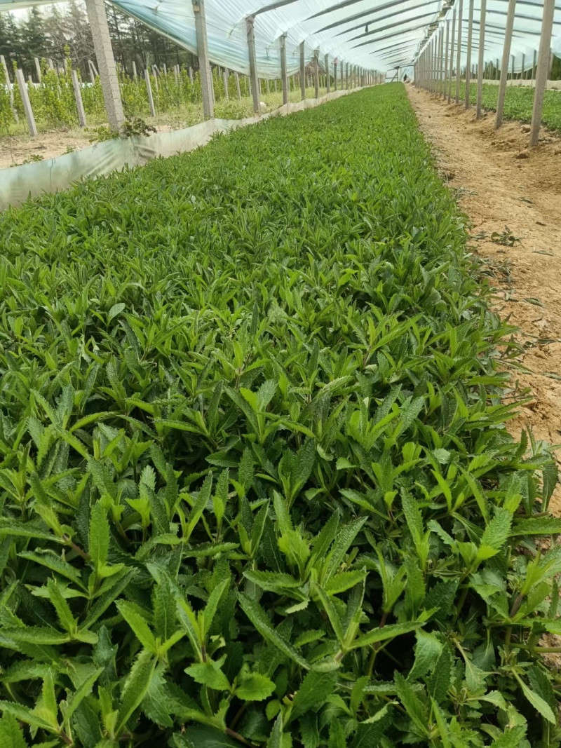 柳叶马鞭草，宿根地被植物，花海植物，园林绿化，工地栽植，
