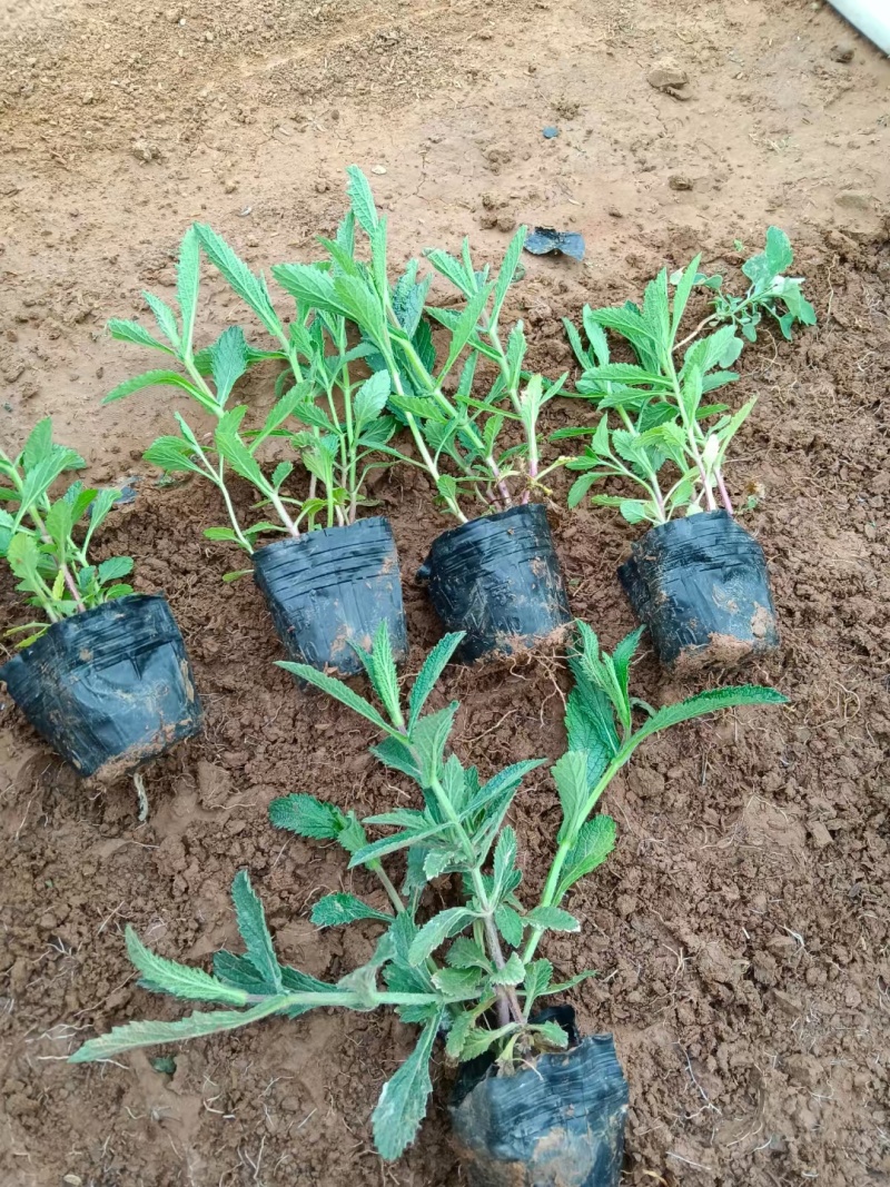 柳叶马鞭草，宿根地被植物，花海植物，园林绿化，工地栽植，