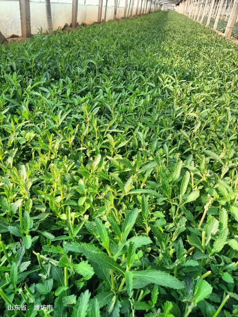 柳叶马鞭草，宿根地被植物，花海植物，园林绿化，工地栽植，