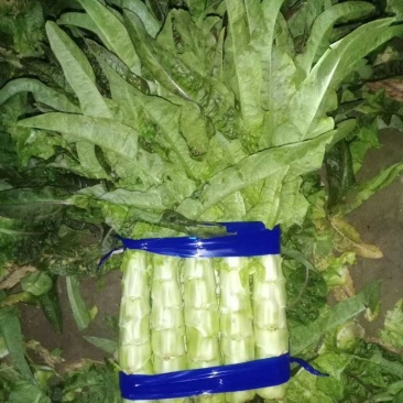{实力商家}山东莴笋，红叶青皮绿肉，一手货源，代发全国。